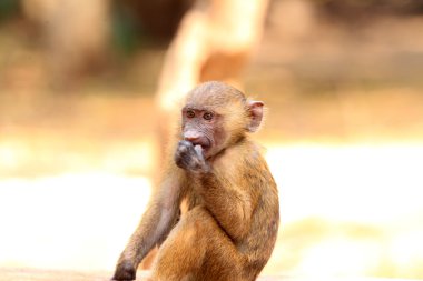 Köstebek Milli Parkı, Gana, Batı Afrika'da zeytin babun (Papio anubis)