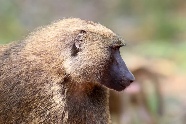 Olive Baboon (Papio anubis) i Muldvarp nasjonalpark, Ghana, Vest-Afrika – stockfoto