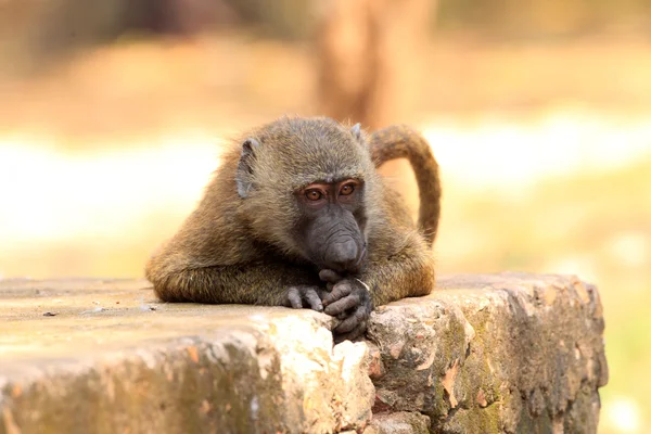 Babbuino all'Olivo (Papio anubis) nel Parco Nazionale della Talpa, Ghana, Africa Occidentale — Foto Stock