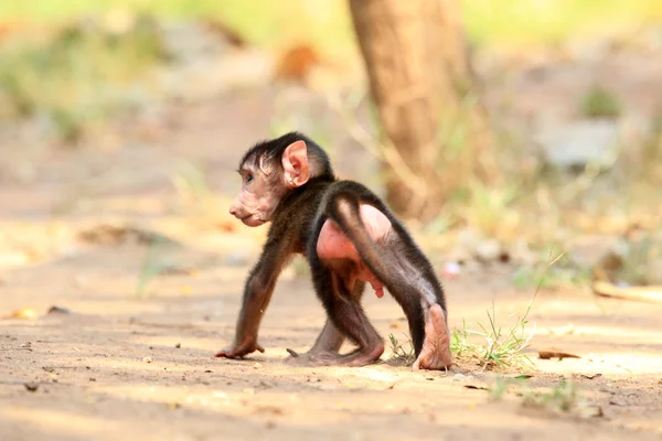 Olive Baboon (Papio anubis) w Parku Narodowego Mole, Ghana, Afryka Zachodnia — Zdjęcie stockowe