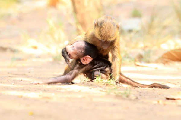 Olive Baboon (Papio anubis) w Parku Narodowego Mole, Ghana, Afryka Zachodnia — Zdjęcie stockowe