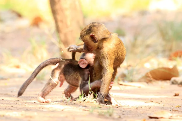 Olive Baboon (Papio anubis) no Parque Nacional Mole, Gana, África Ocidental — Fotografia de Stock