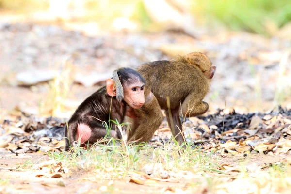 Olive Baboon (Papio anubis) no Parque Nacional Mole, Gana, África Ocidental — Fotografia de Stock