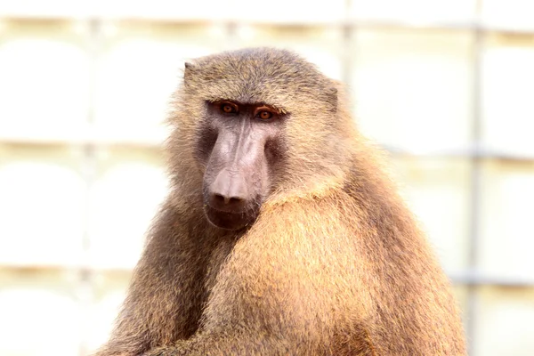 Olive Baboon (Papio anubis) in nationaal park Mole, Ghana, West-Afrika — Stockfoto