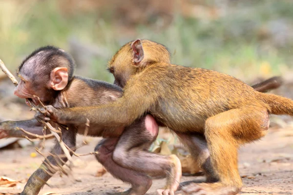 Olive Baboon (Papio anubis) i Muldvarp nasjonalpark, Ghana, Vest-Afrika – stockfoto