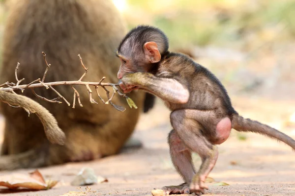 Babbuino all'Olivo (Papio anubis) nel Parco Nazionale della Talpa, Ghana, Africa Occidentale — Foto Stock