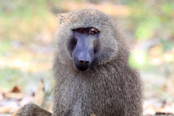 Babbuino all'Olivo (Papio anubis) nel Parco Nazionale della Talpa, Ghana, Africa Occidentale — Foto Stock