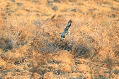 Kır baykuşu (ASIO flammeus) Japonya'da