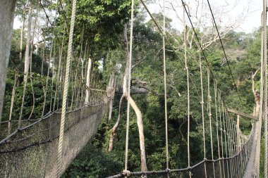 Kakum Ulusal Parkı rainforest Gana