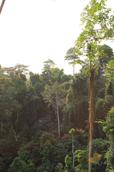 Foresta pluviale del Parco nazionale di Kakum in Ghana — Foto Stock