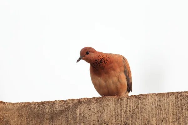 Śmiejąc się Dove (Spilopelia senegalensis) w Ghanie — Zdjęcie stockowe