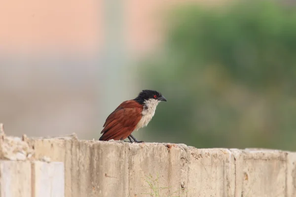 Senegal Coucal (Centropus senegalensis) en Ghana — Foto de Stock