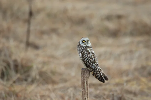 Coruja de orelhas curtas (Asio flammeus) no Japão — Fotografia de Stock