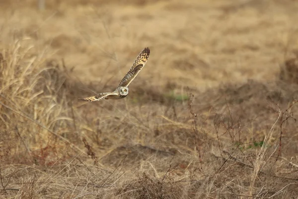 Hibou des marais (Asio flammeus) au Japon — Photo