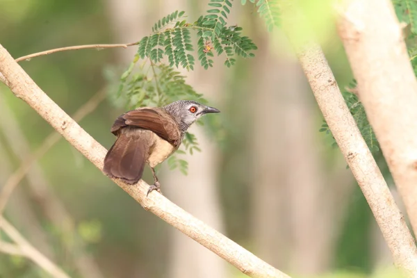布朗胡言乱语 (Turdoides plebejus) 在加纳 — 图库照片