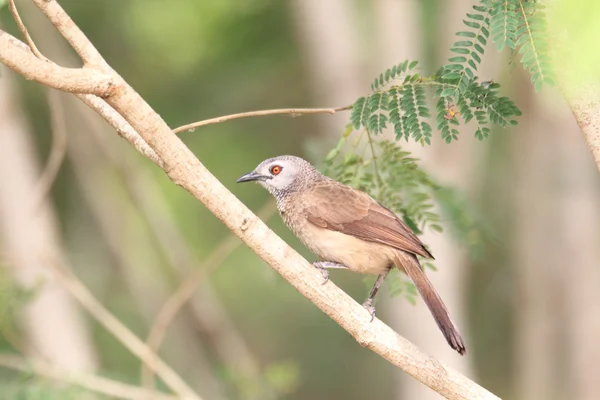 布朗胡言乱语 (Turdoides plebejus) 在加纳 — 图库照片