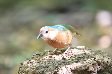 Mavi sırtlı pide (Hydrornis soror) Vietnam