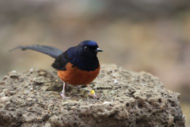 AK sokumlu köstebek (Copsychus malabaricus) kedi tien, Vietnam