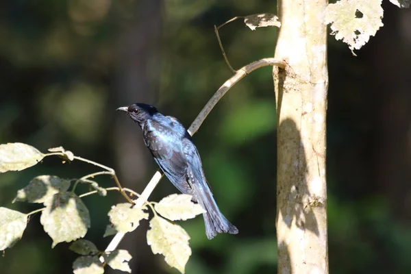 Asijské dronga-kukačka (Surniculus lugubris) v Cat tien, Vietnam — Stock fotografie