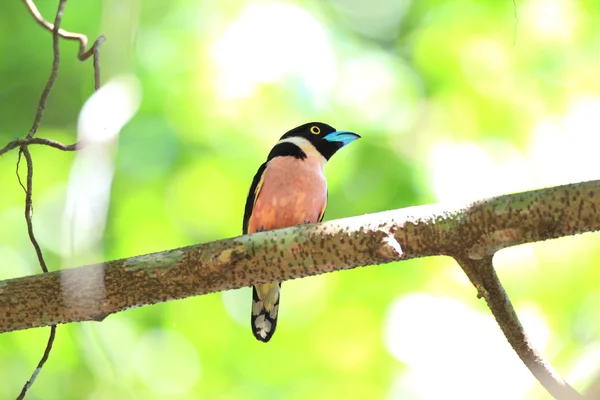 黑色和黄色魣鳕 (Eurylaimus ochromalus) 在马来西亚 — 图库照片