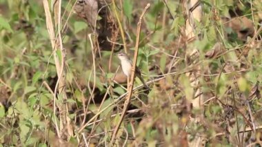 Düz doğusundan (doğusundan inornata) kedi tien, Vietnam