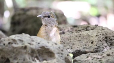 Mavi sırtlı pide (Hydrornis soror) Vietnam
