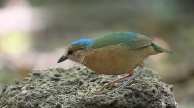 Mavi sırtlı pide (Hydrornis soror) Vietnam