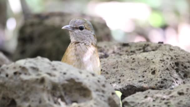 Синехвостый Pitta (Hydrornis soror) во Вьетнаме — стоковое видео