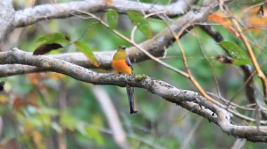 Kedi tien içinde portakal göğüslü Trogon (Harpactes oreskios),