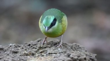 Bar karınlı pide (Hydrornis elliotii) Vietnam