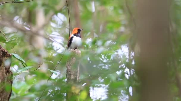 Ryukyu Robin (Erithacus komadori) en la isla de Amami, Japón — Vídeos de Stock