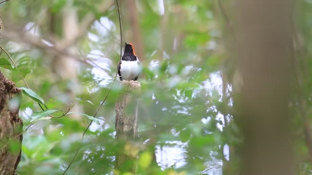 Ryukyu Robin (Erithacus komadori) v ostrově Amami, Japonsko — Stock video