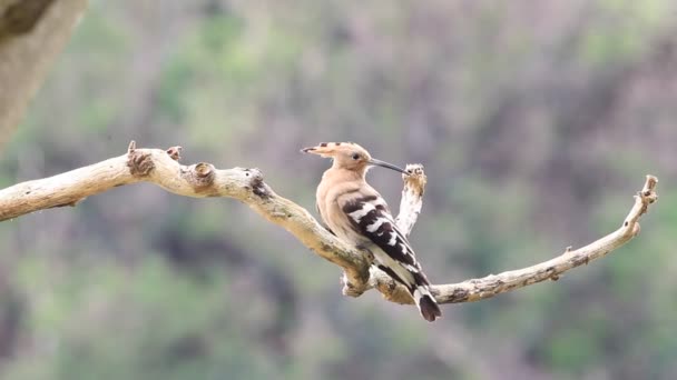 Hoopoe eurasiático (Upupa epops) en Japón — Vídeo de stock