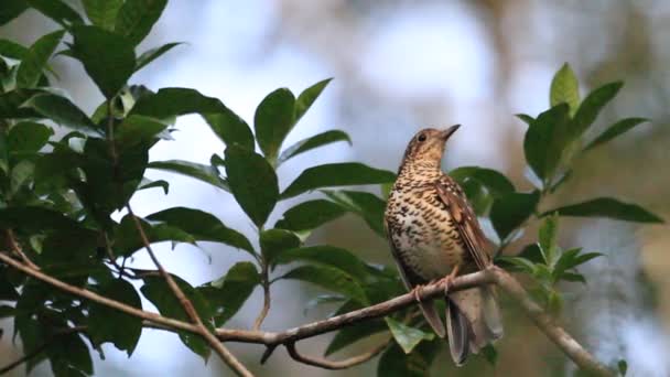 Grive d'Amami (Zoothera major) à l'île d'Amami, au Japon — Video