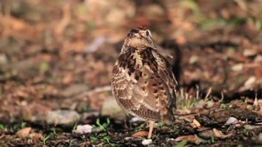 Amami Woodcock (Scolopax mira) Amami Island, Japonya