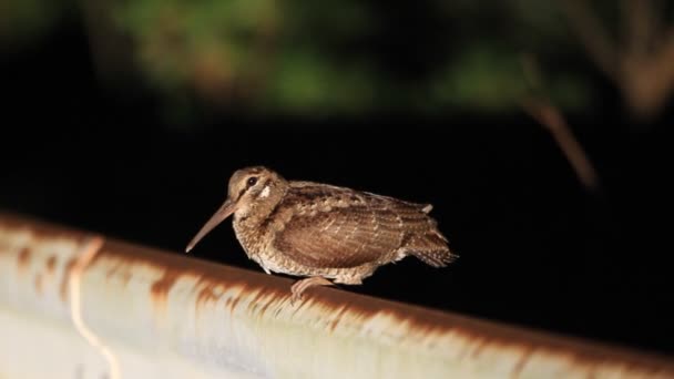 Amami Woodcock (Scolopax mira) en Amami Island, Japón — Vídeo de stock