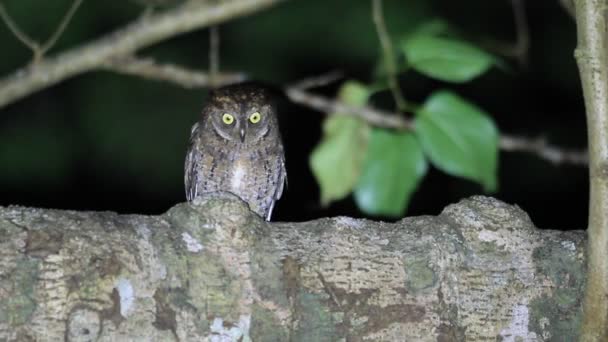 Ryukyu Scops Owl (Otus elegans) nell'isola di Amami, Giappone — Video Stock