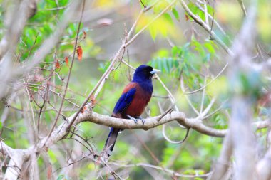 Lidth'ın Jay (Garrulus lidthi) Amami Island, Japonya