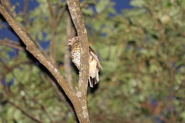 Tordo di Amami (Zoothera major) nell'isola di Amami, Giappone — Foto Stock