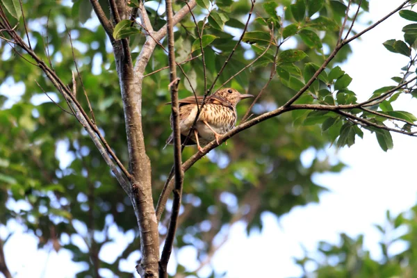 Amami trast (Zoothera stora) i Amami Island, Japan — Stockfoto