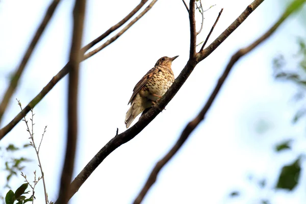 Amami drozd (Zoothera hlavní) v ostrově Amami, Japonsko — Stock fotografie