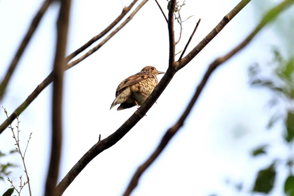 Grive d'Amami (Zoothera major) à l'île d'Amami, au Japon — Photo