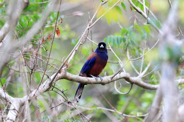 Lidth 的杰伊 (Garrulus lidthi) 在奄美大岛，日本 — 图库照片