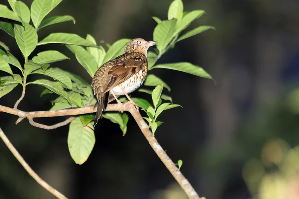 Amami lijsters (Zoothera grote) in eiland Amami, Japan — Stockfoto