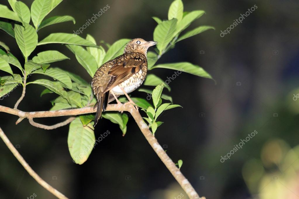 Amami Thrush (Zoothera major) in Amami Island, Japan — Stock Photo