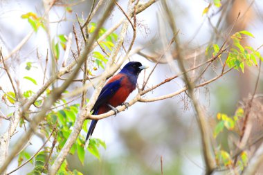 Lidth'ın Jay (Garrulus lidthi) Amami Island, Japonya