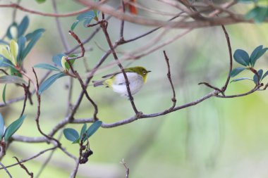 Japon White-eye (Zosterops japonicus) Amami Adası