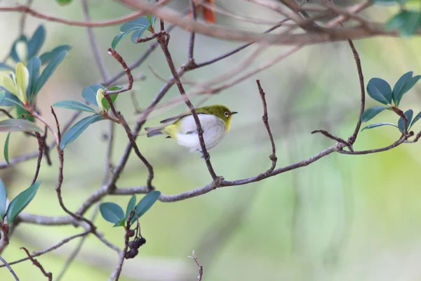 Японский белый глаз (Zosterops japonicus) на острове Амами — стоковое фото