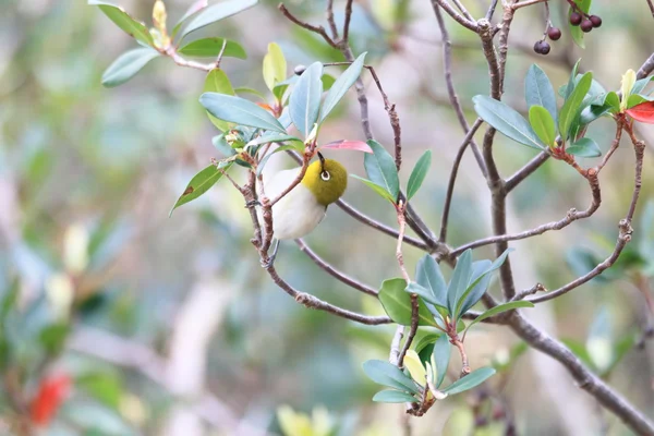 Ojo blanco japonés (Zosterops japonicus) en la isla de Amami —  Fotos de Stock