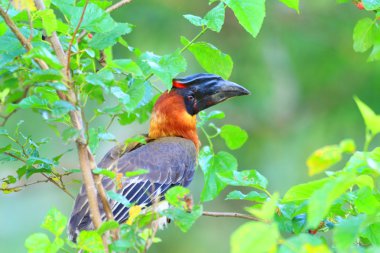 Rufous Hornbill (Buceros hydrocorax) in Luzon, Philippines clipart
